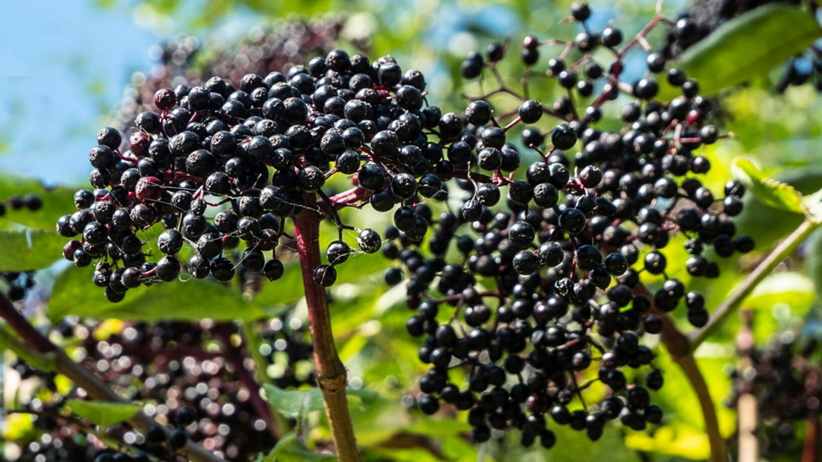 Schwarze Beeren im Spätsommer am Holunder. (Bild: Shutterstock)