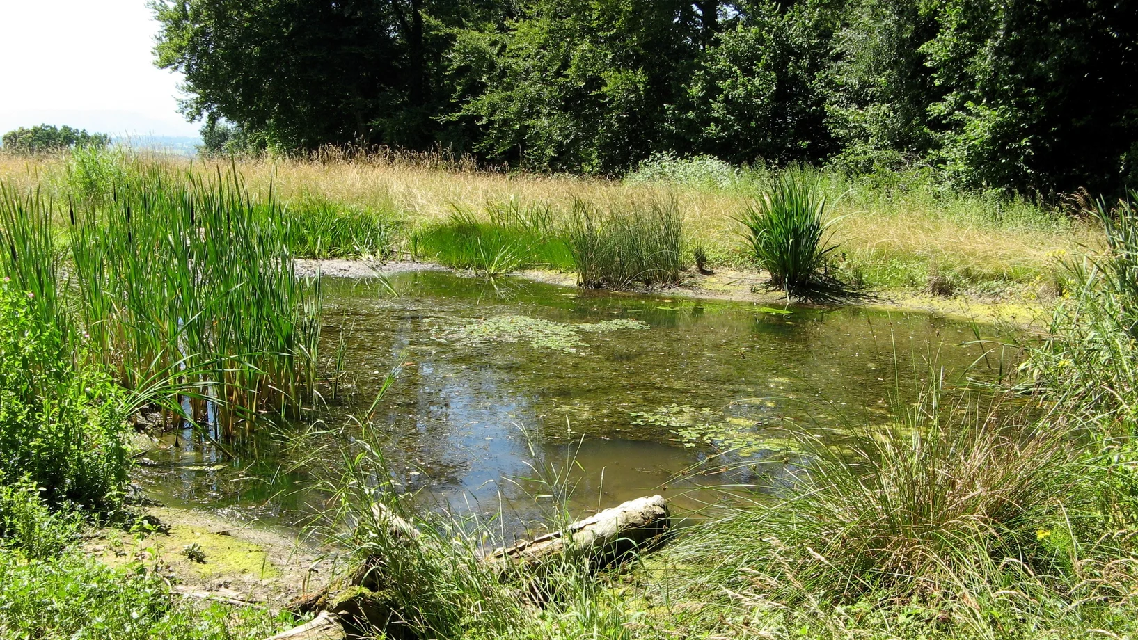 Naturnaher Weiher in der Landschaft
