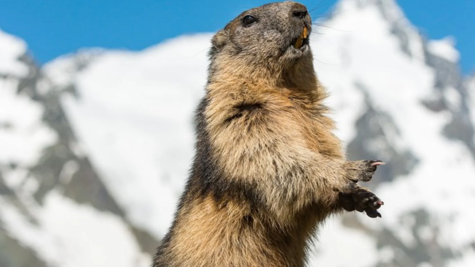 Gipfelstürmer und Schlafmützen - Tiere und Pflanzen im Gebirge
