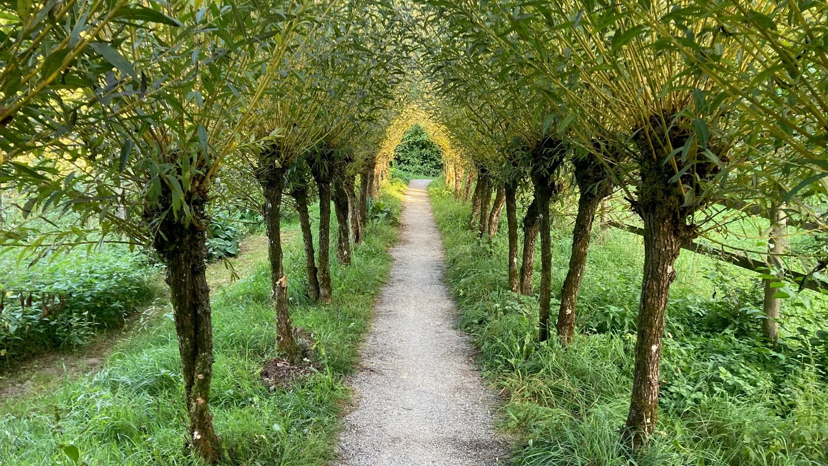 Eine Allee aus Kopfweiden mit gelben Trieben