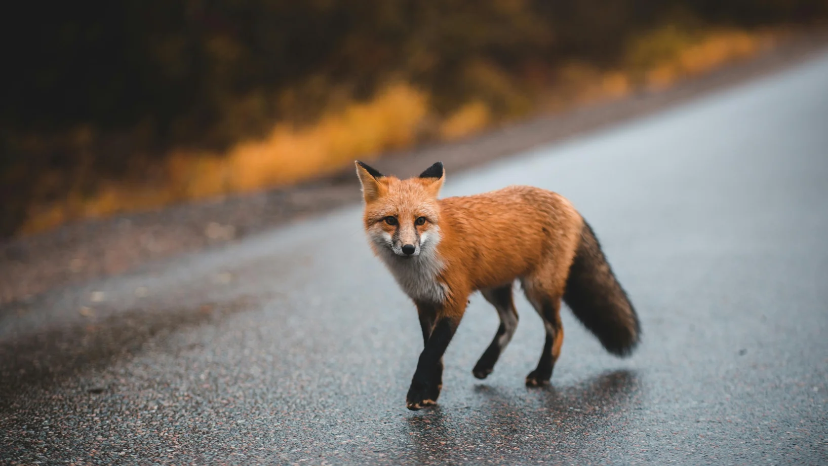 Ein Fuchs spaziert auf einer Strasse 