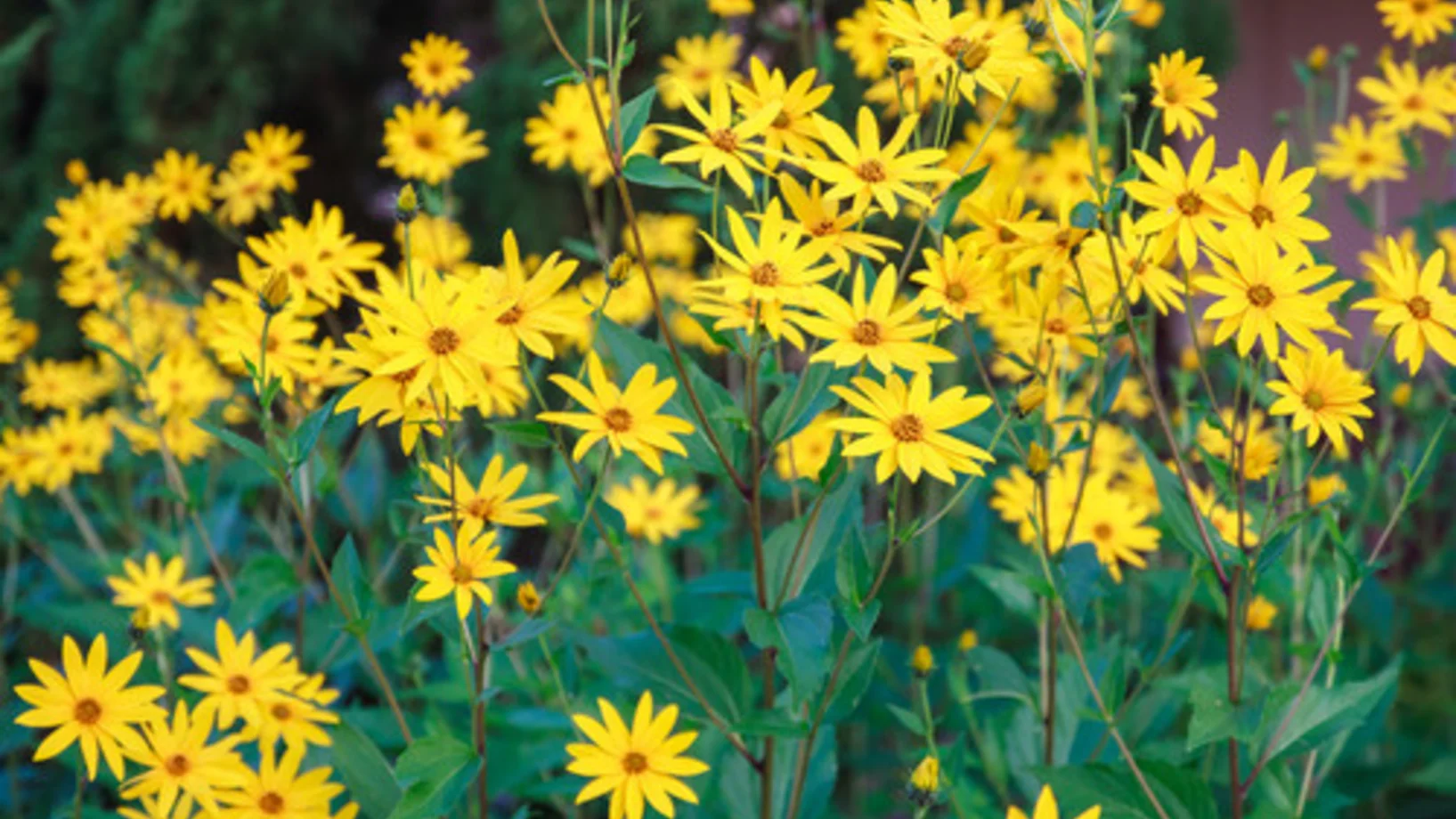Gelbe Blüten des Topinambur