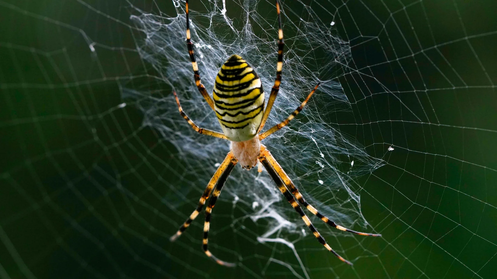 Wespenspinne im Netz