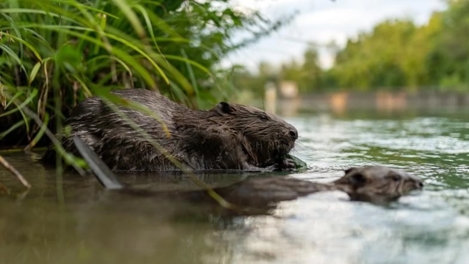Zwei Biber am Flussufer