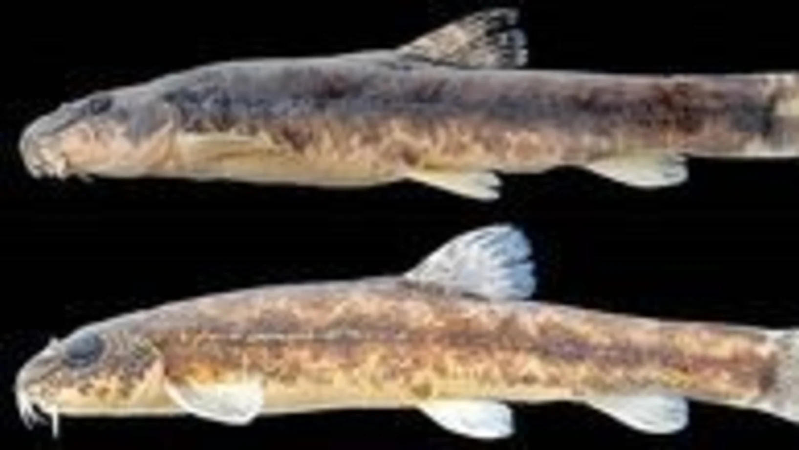 zwei Fische mit bräunlichen Flecken