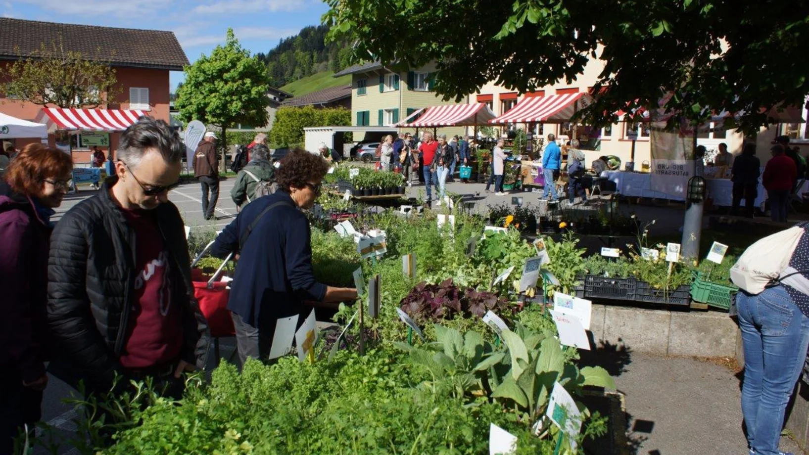 Entlebucher Kräuter- und Wildpflanzenmarkt