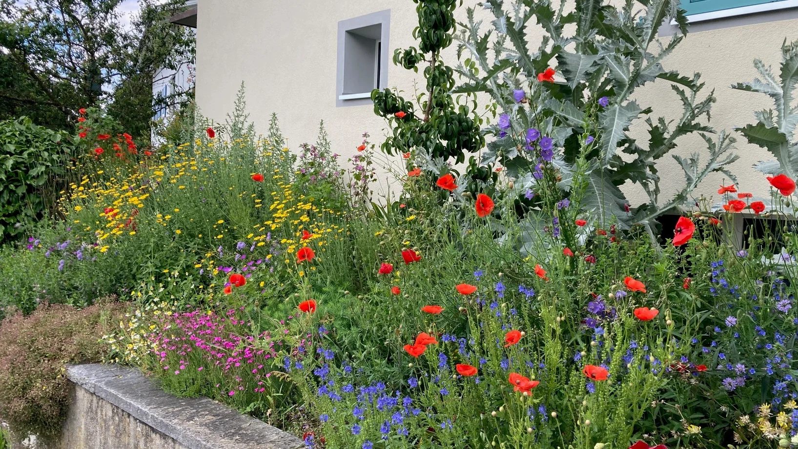 Vielfarbig blühende Wildstaudenrabatte