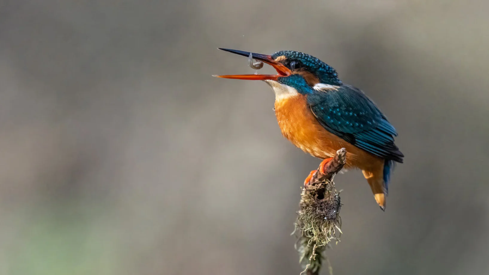 Eisvogel-Safari im Garten des Besuchszentrums