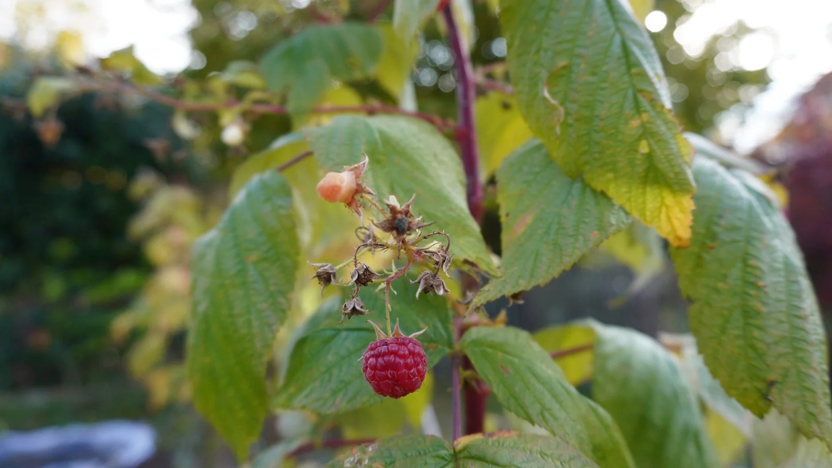 Beeren im Garten und auf dem Balkon