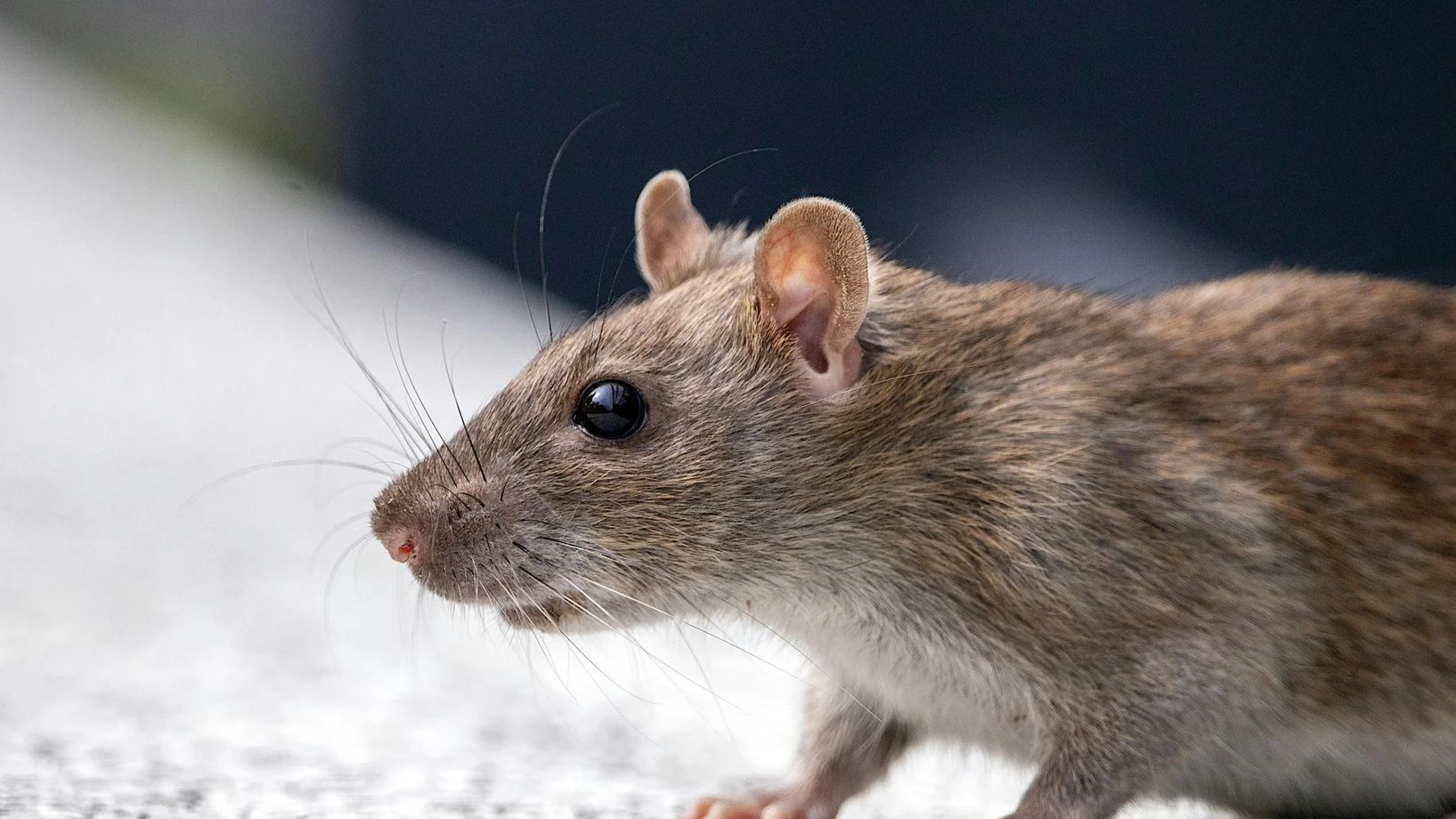 Ratte