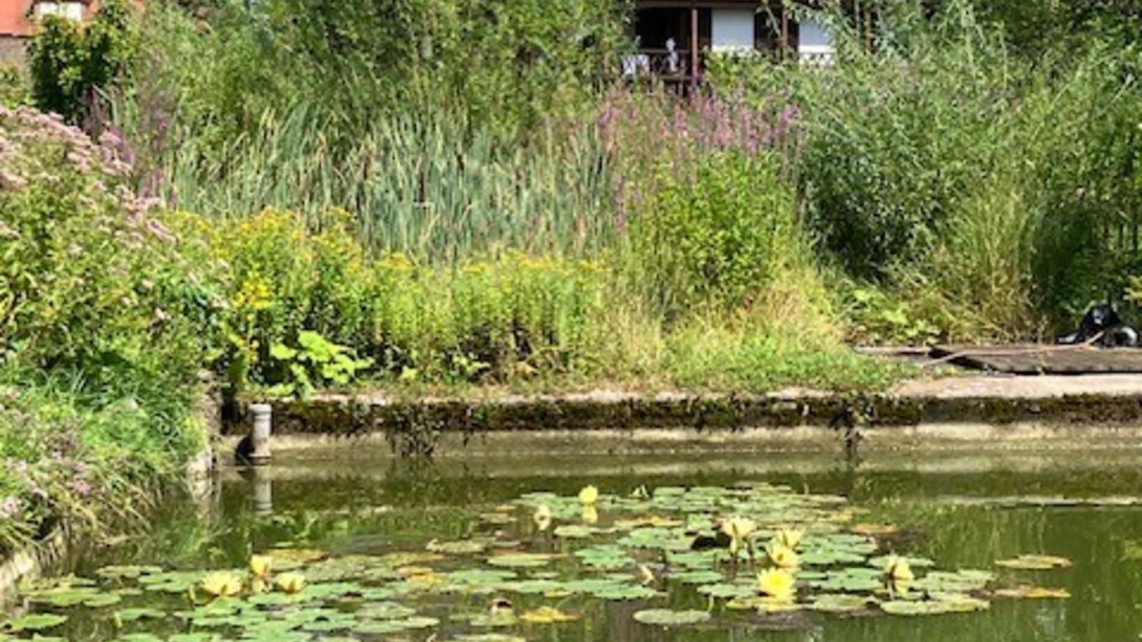 Seerosen im naturnahen Weiher des Klosters
