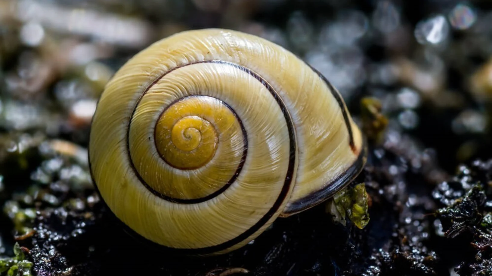 Hain-Schnirkelschnecke cr: stephane vitzthum