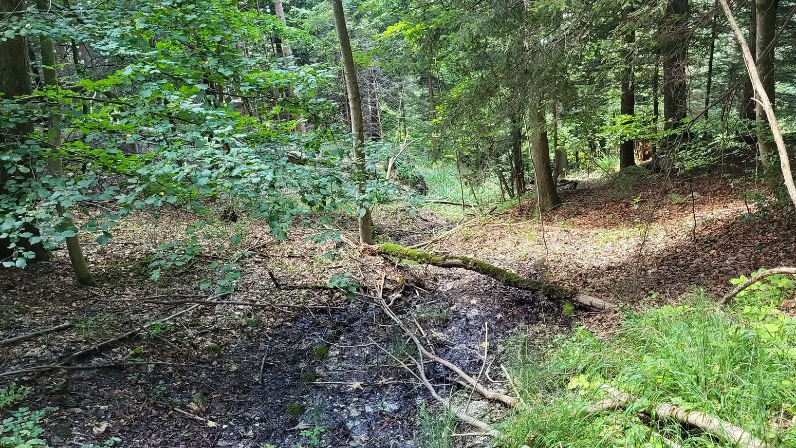 Quelle in einem Buchenwald