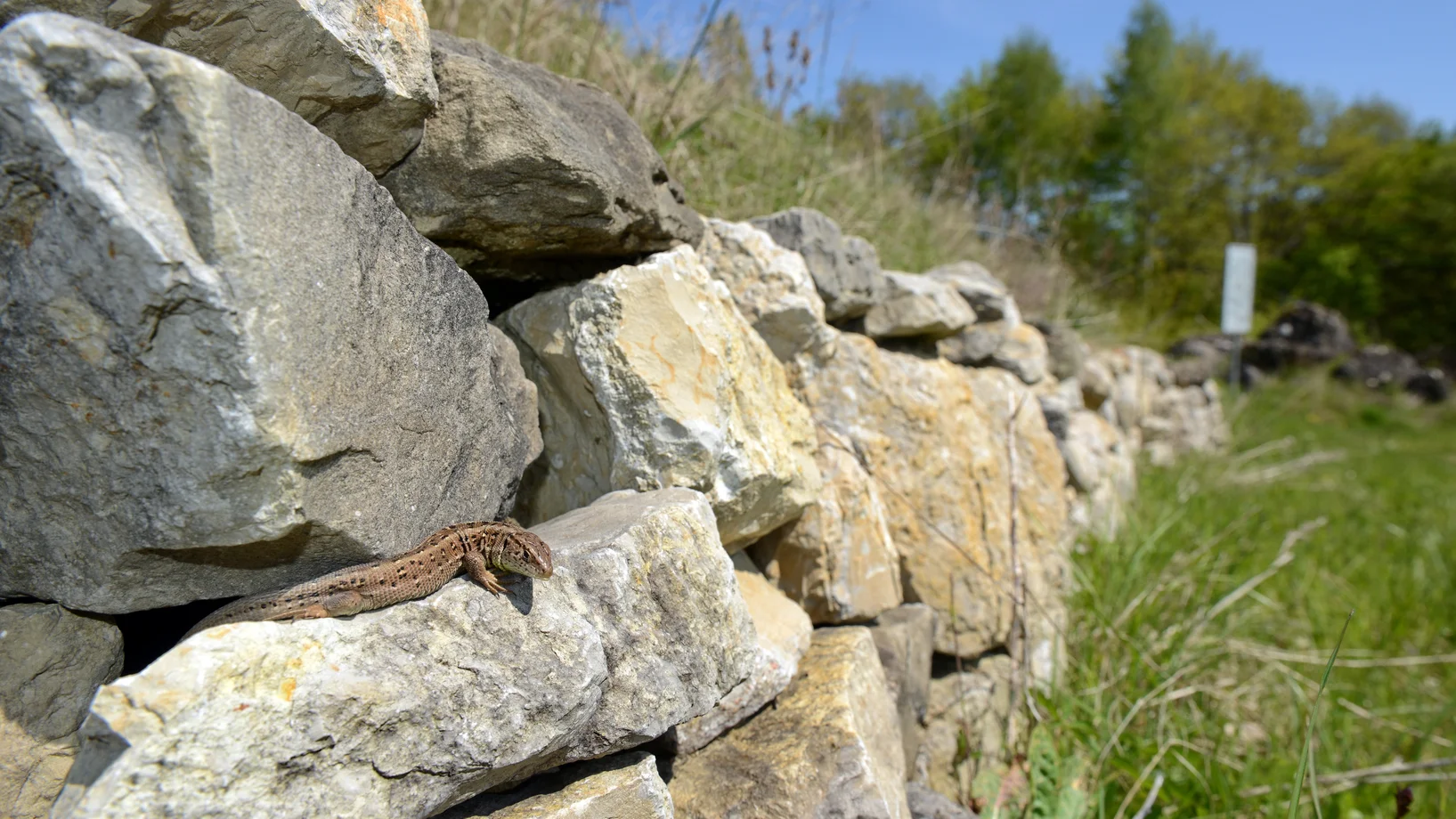 Trockenmauer mit Zauneidechse