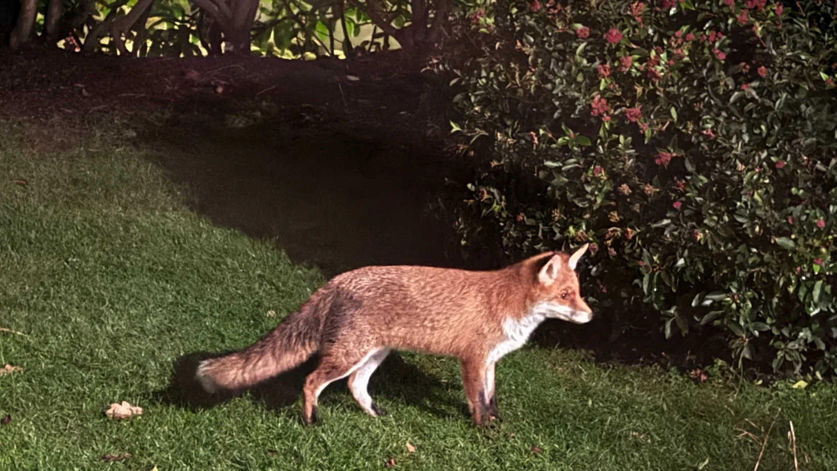 Fuchs auf Wiese