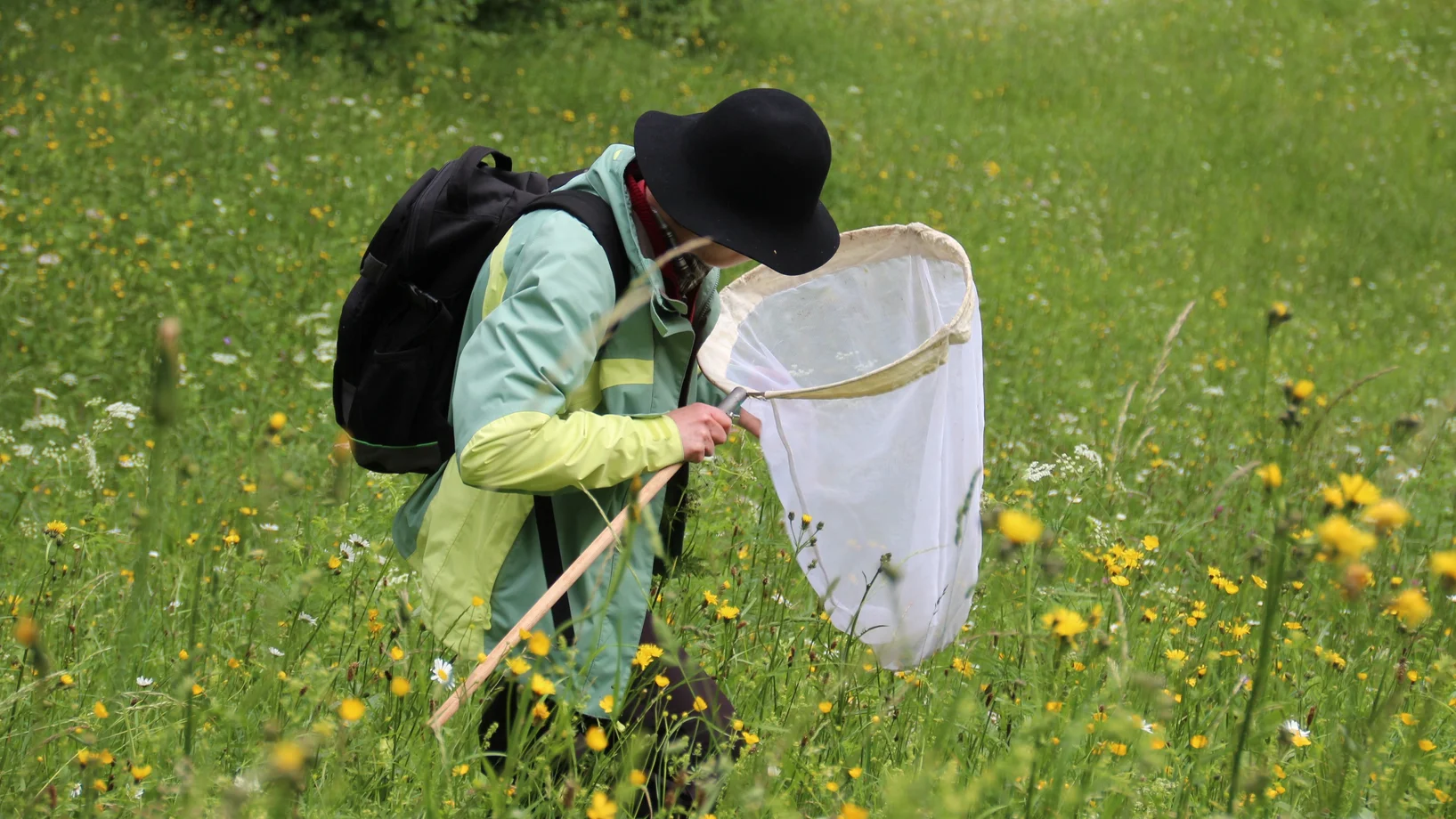 Auf Insektenfang an den Tagen der Artenvielfalt (Foto Richard Portmann)