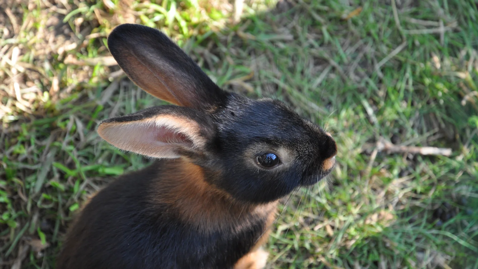 Ein schwarz -braunes Kaninchen sitzt im Gras