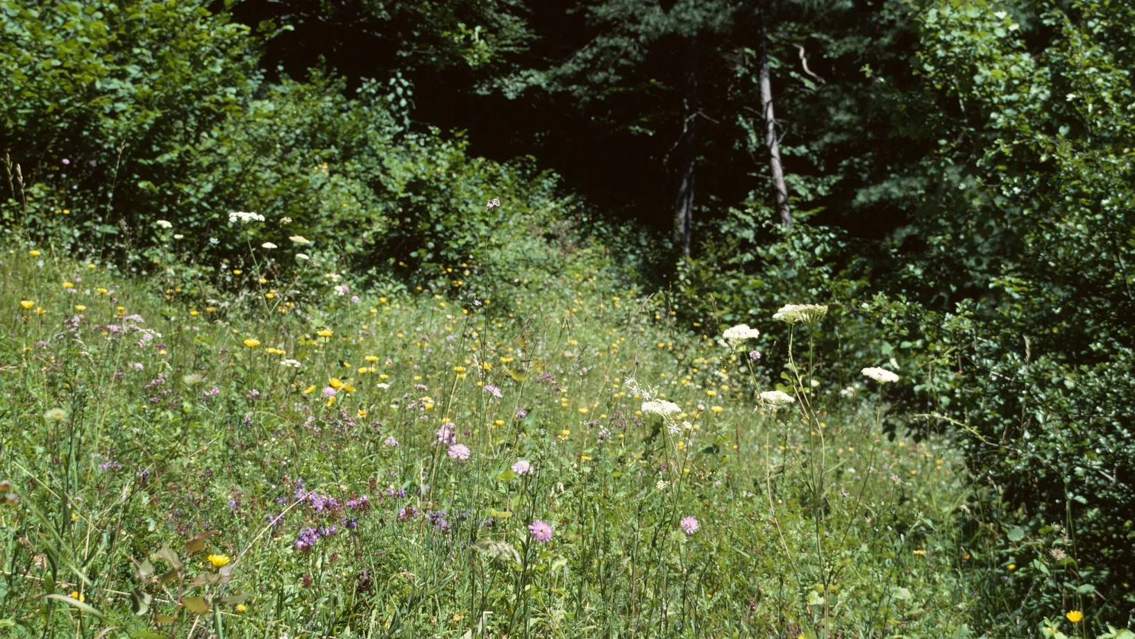Sanfter Übergang von Wald zu Wiese