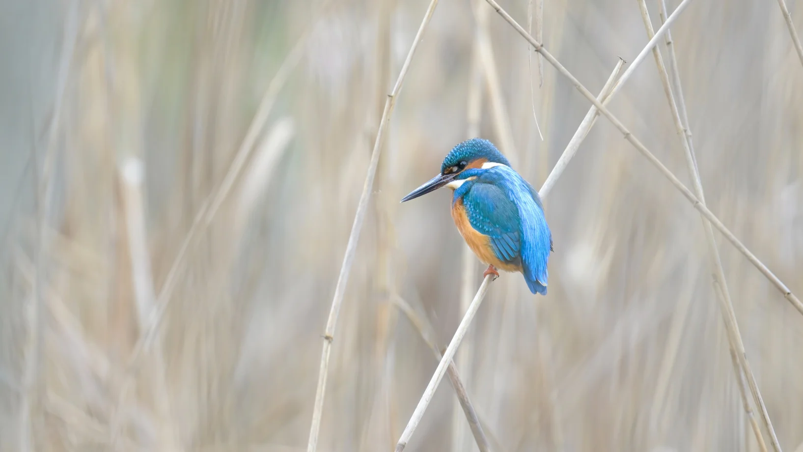 Blauer Eisvogel