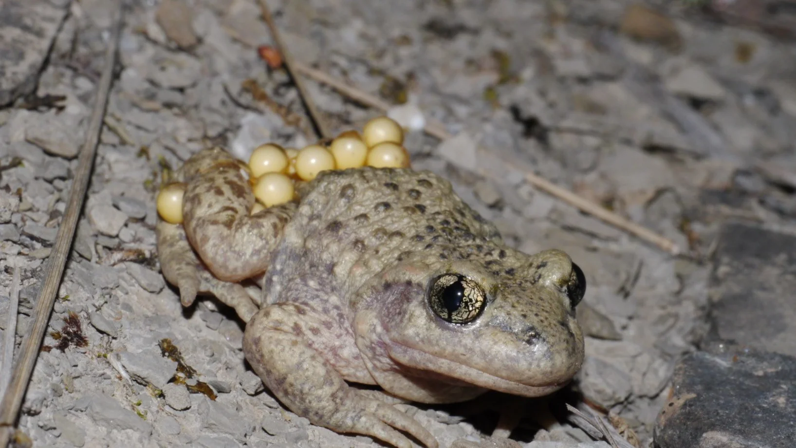 Glögglifrosch