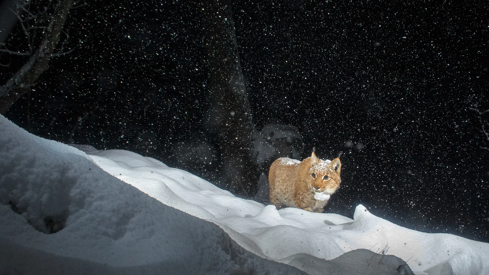 Luchs