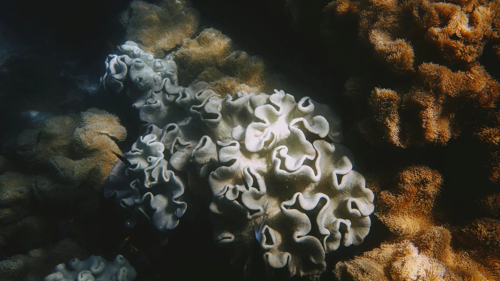 Close-up of diverse coral formations underwater in the Great Barrier Reef, showcasing marine biodiversity.