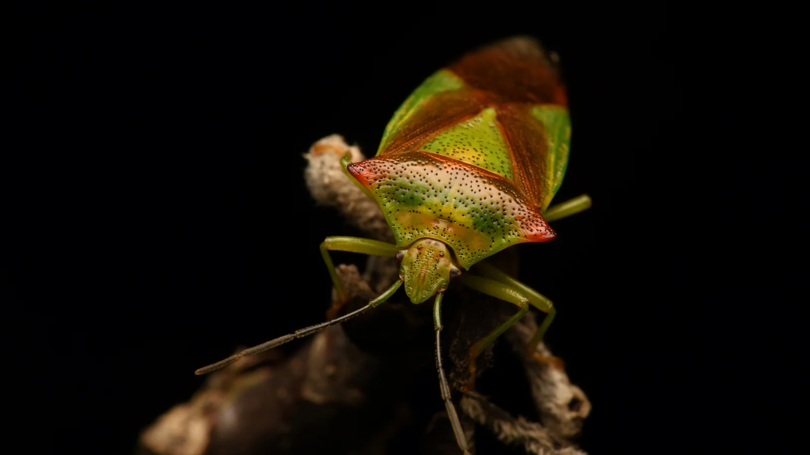 Grünrote Wanze von vorne fotografiert