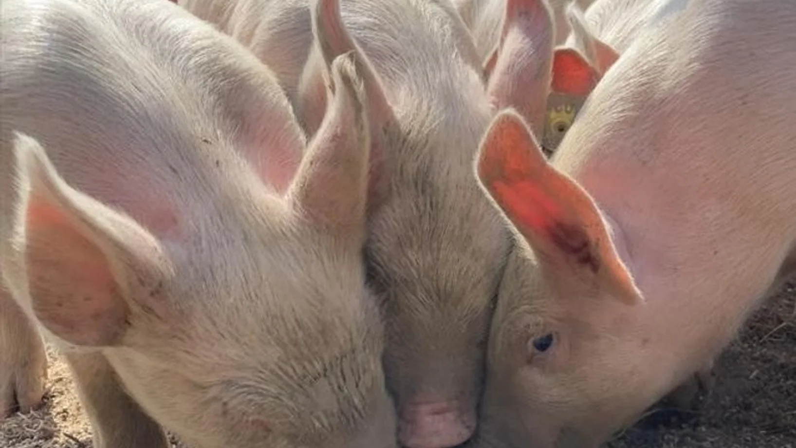 Naturstreifzug: SchweinErleben