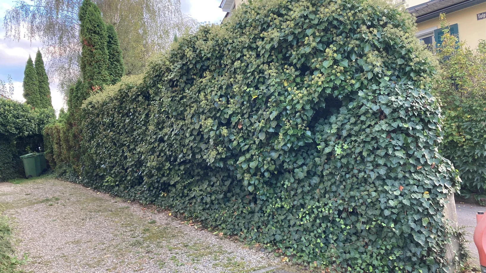 Eine immergrüne Hecke aus Efeu