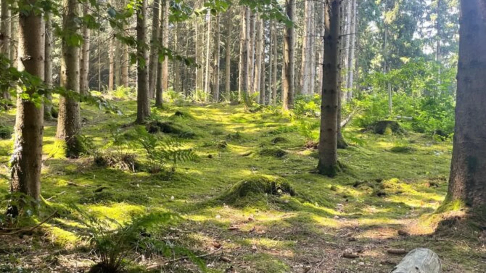 Flyer: Lernen im Wald