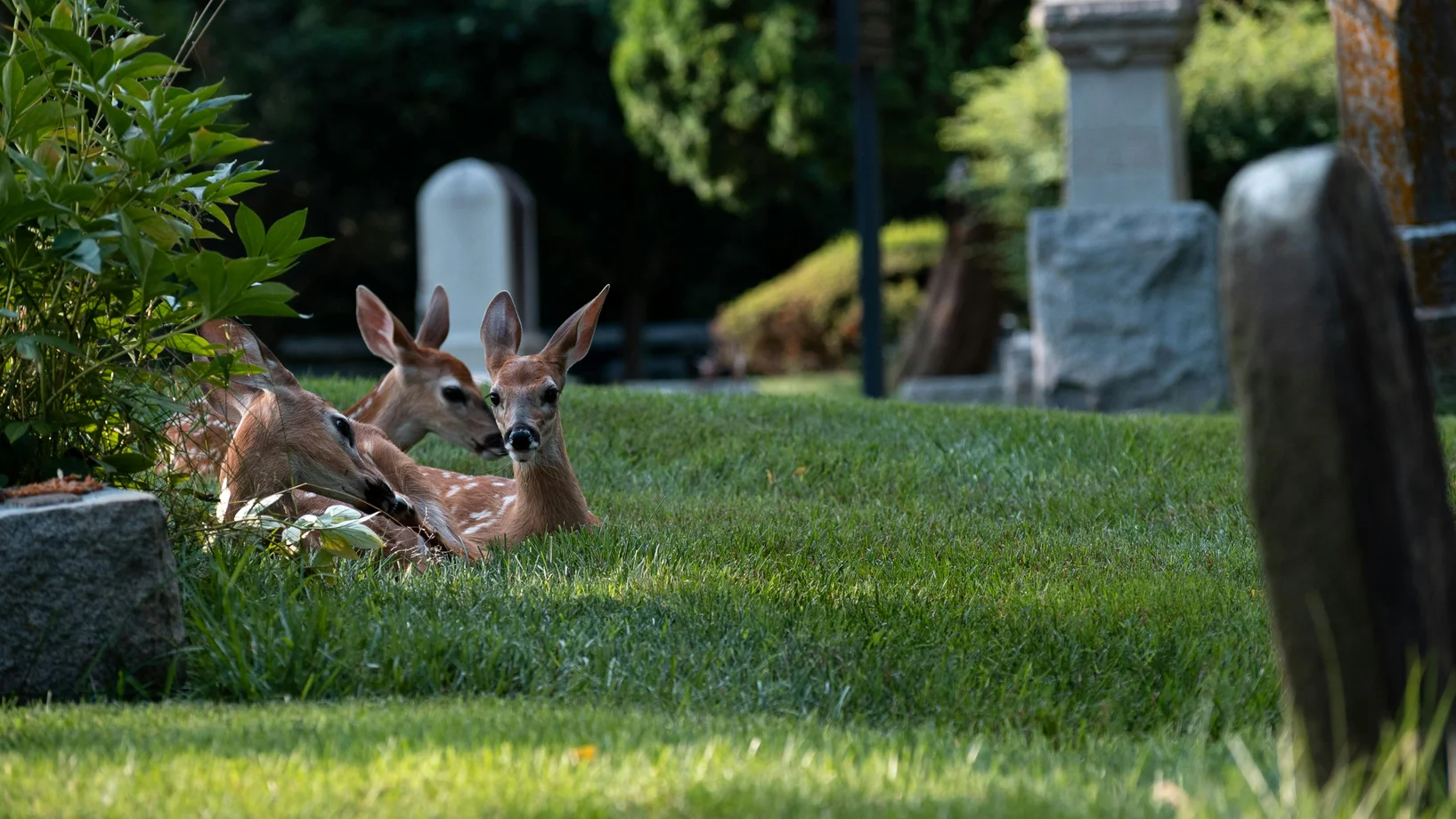 A pair of deer lounging amid gravestones in a serene cemetery landscape.