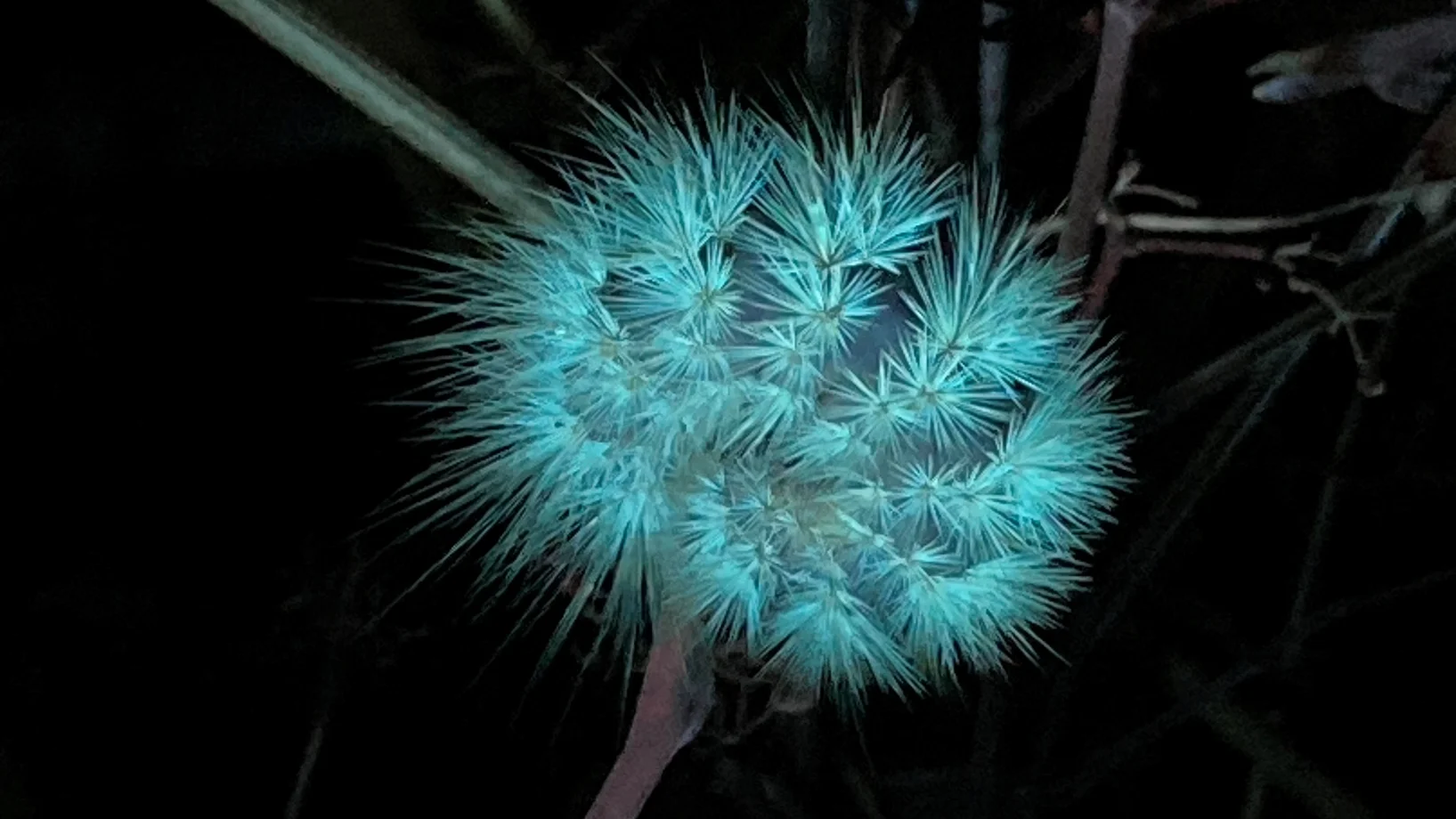 Behaarte Raupe im UV_Licht