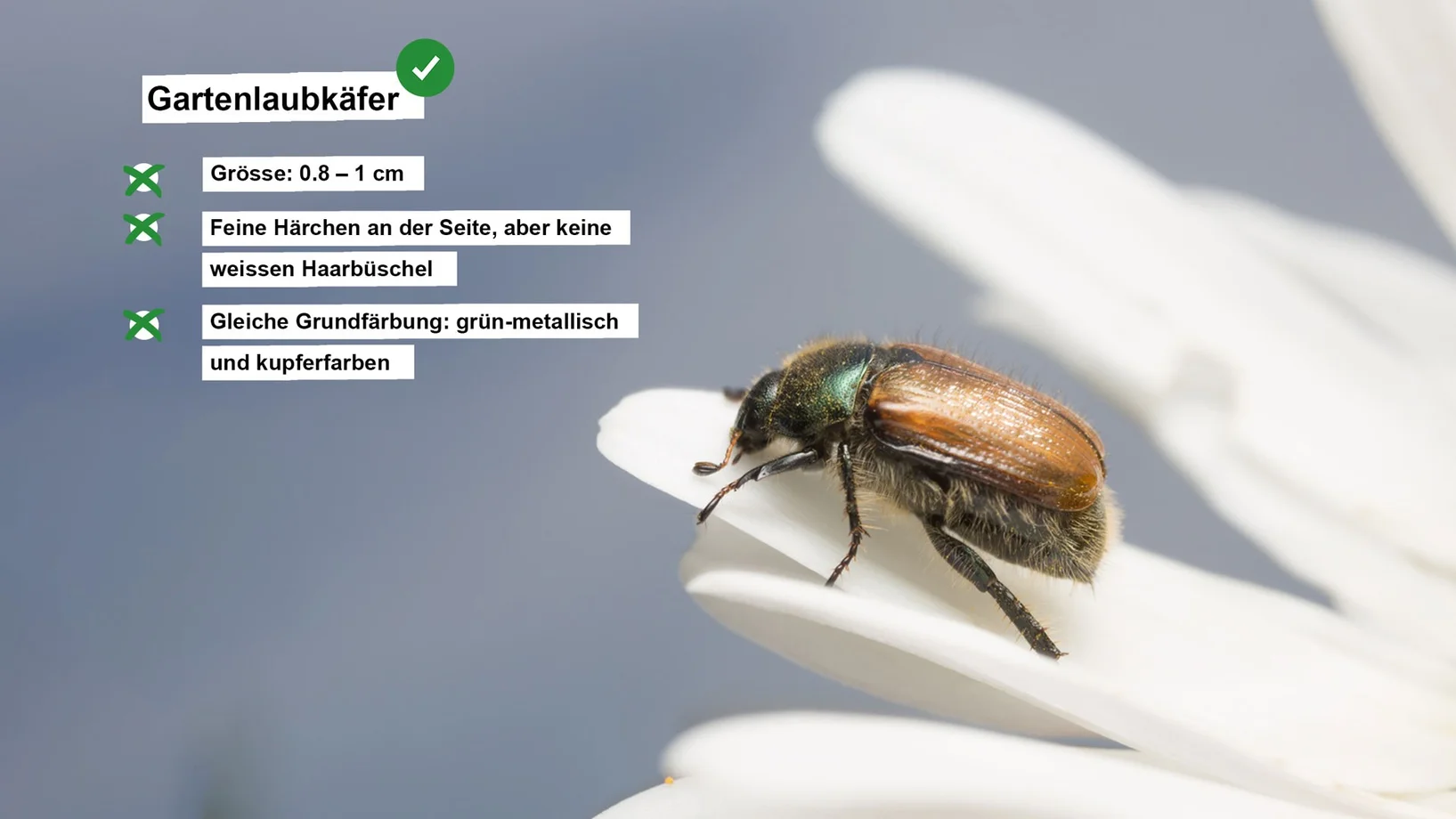 Gartenlaubkäfer