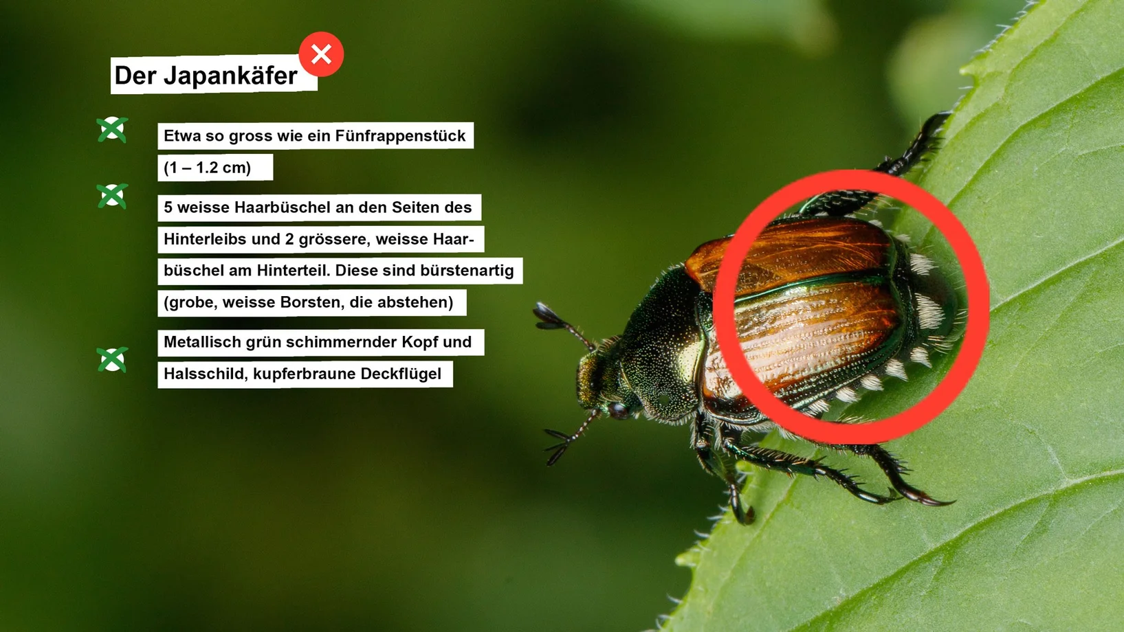 Japankäfer