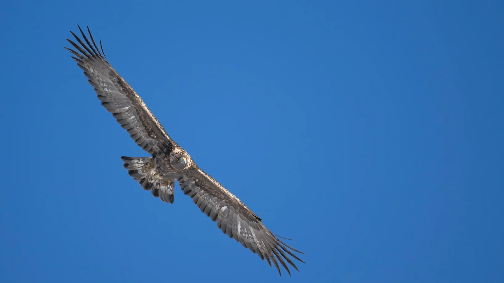 Steinadler im Flug
