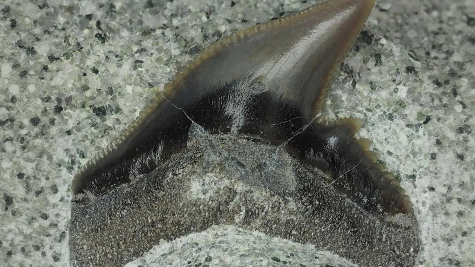 Exkursion: Fossilien der Oberen Meeresmolasse