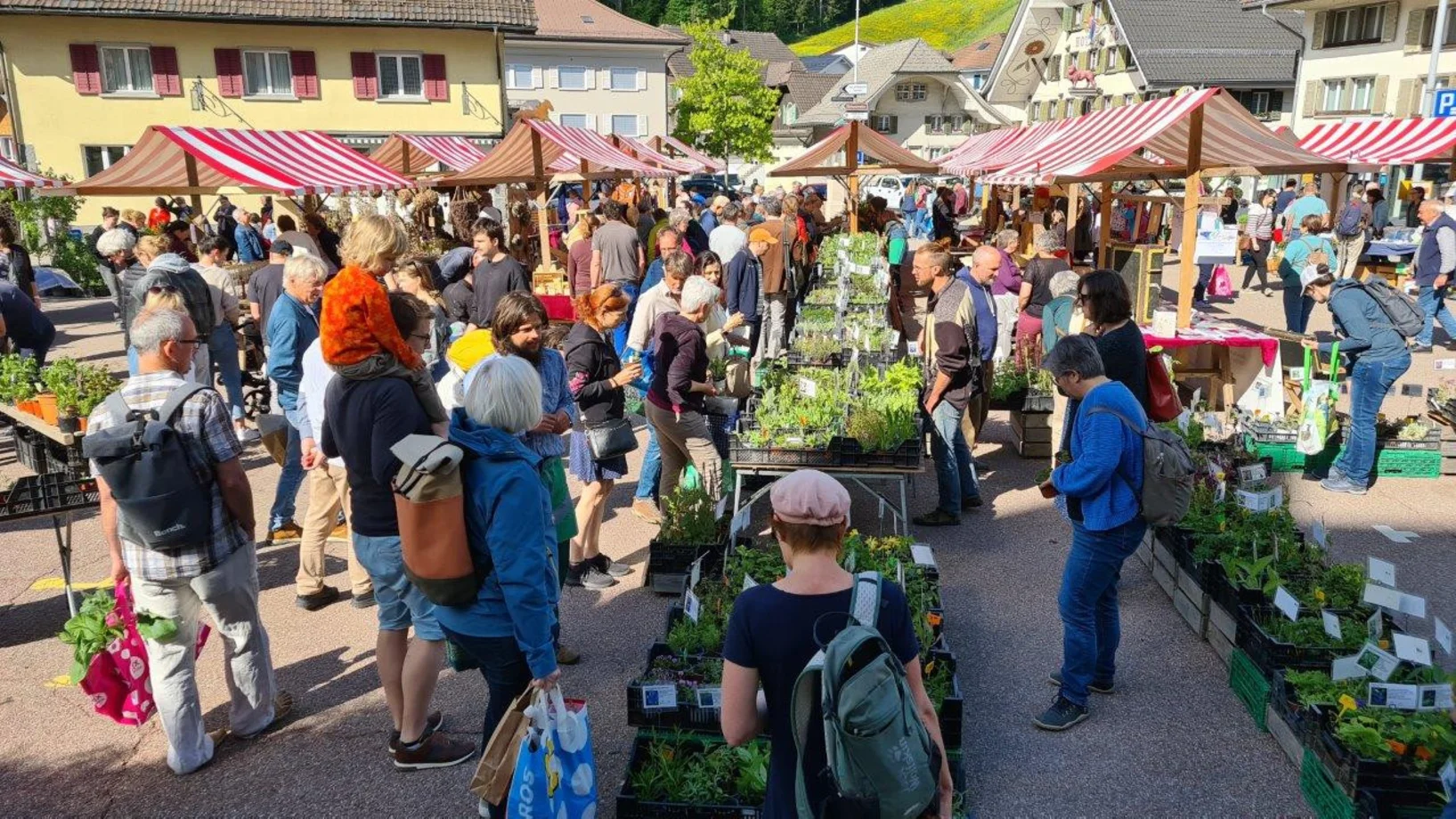 Kräuter- und Wildpflanzenmarkt