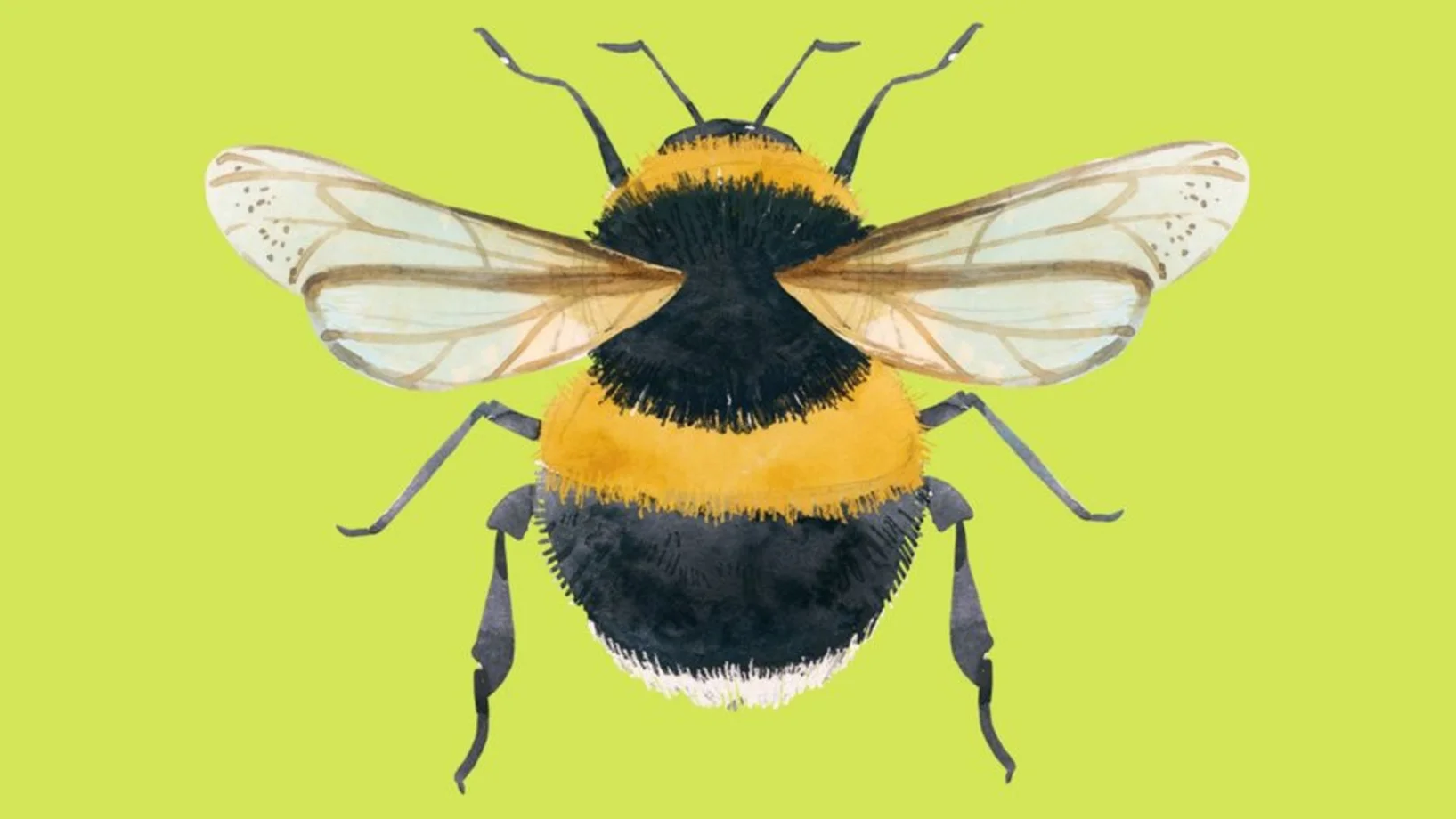 Familien-Abenteuer Insekten