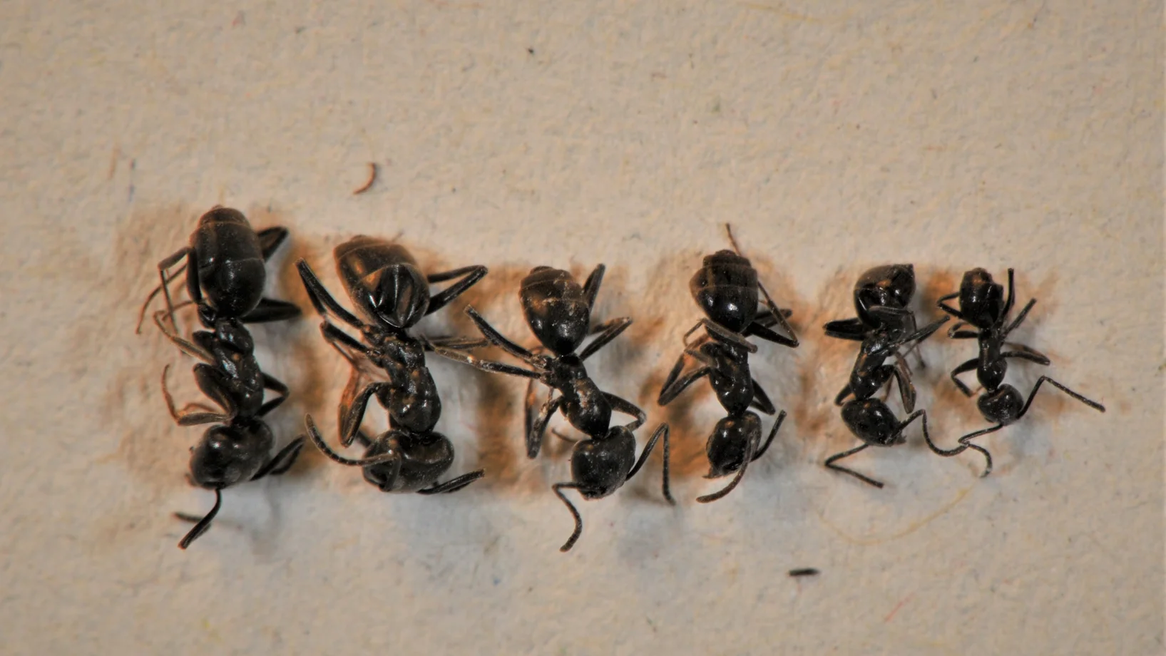 Grosse Drüsenameise