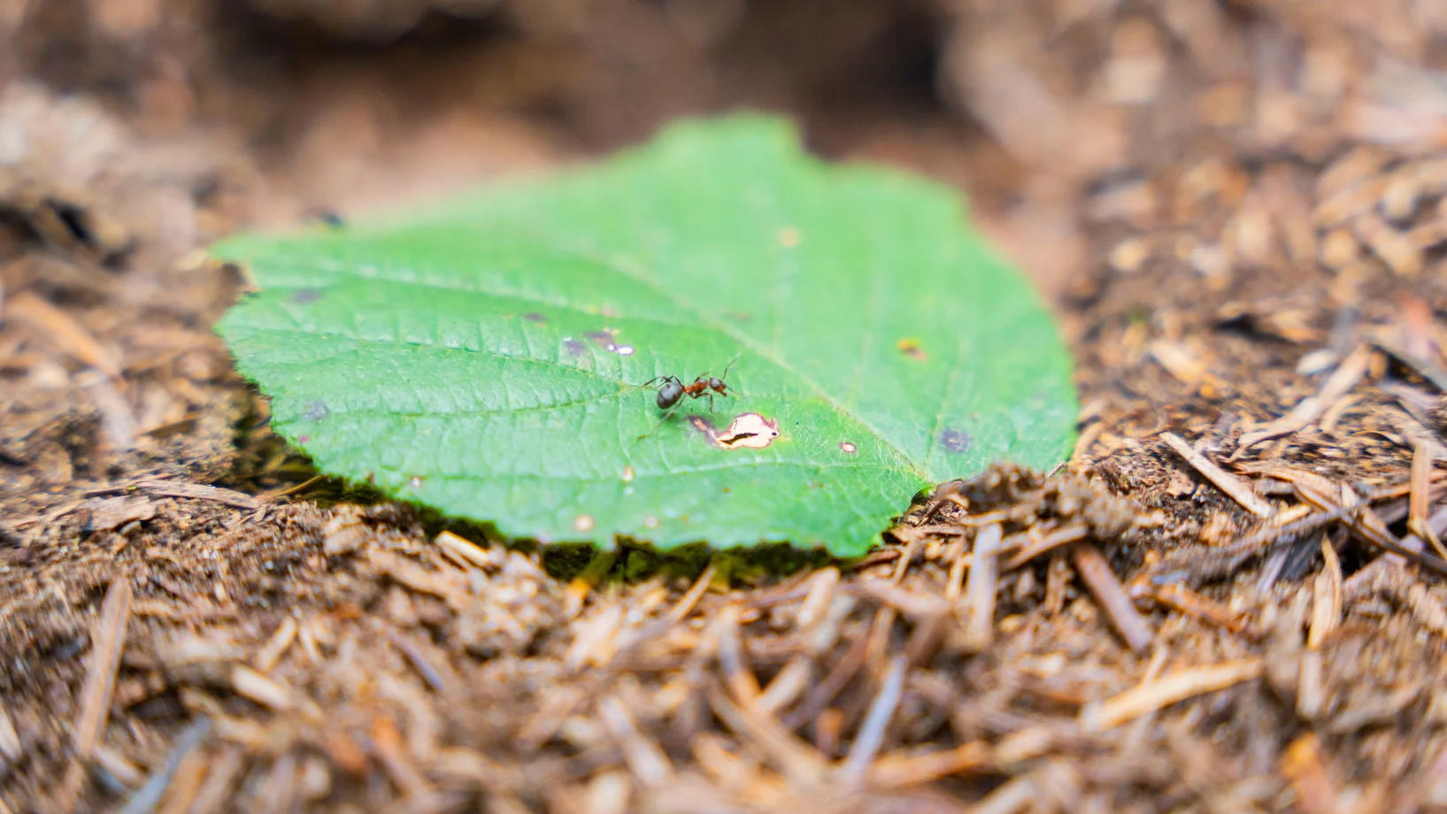 Exkursion Heldin Waldameise