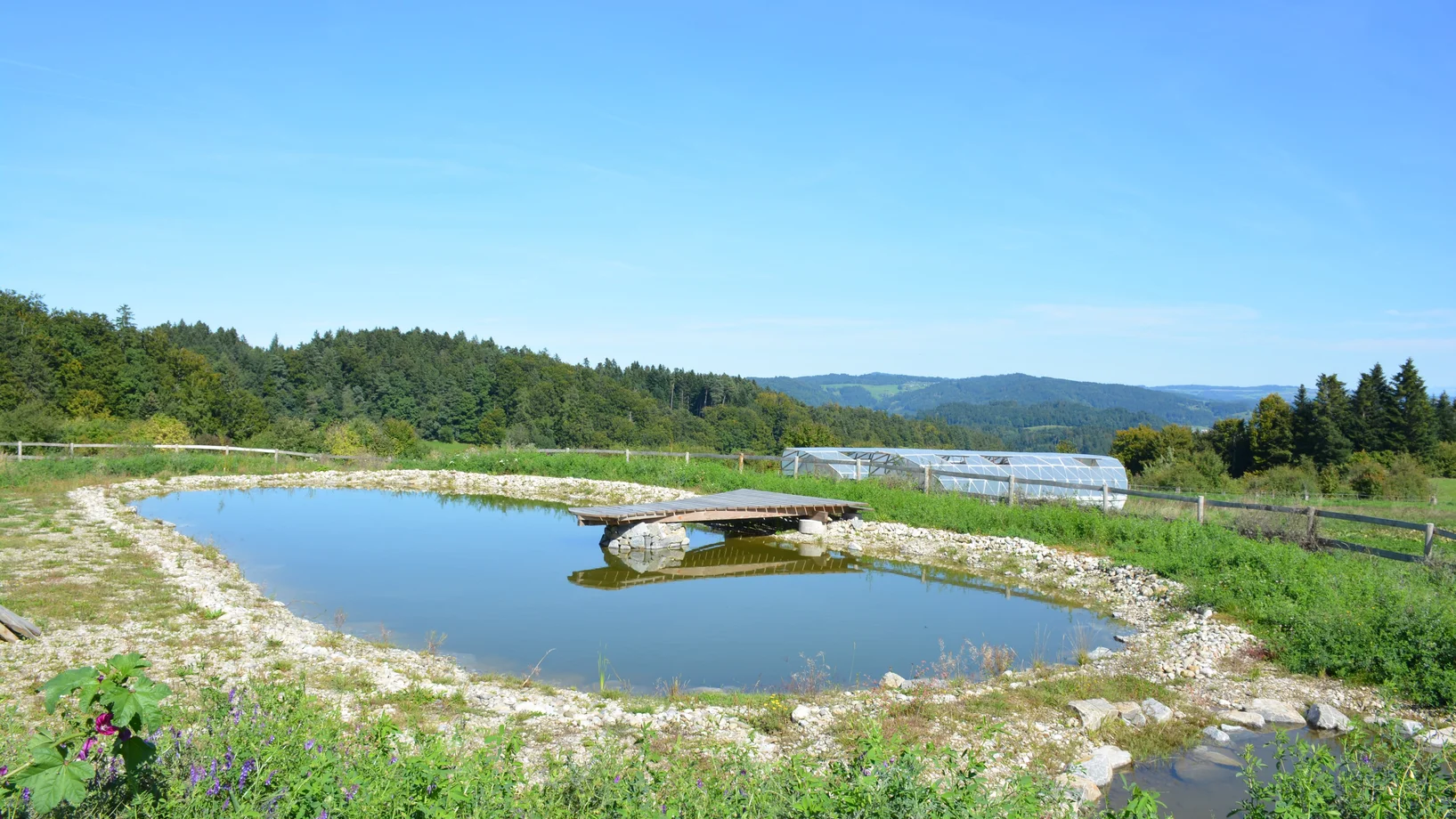 Ein Retentionsbecken umzäunt mit Steg in der Mitte zur Wasserentnahme. Rechts Flachwasserzone für die Biodiversitätsförderung.