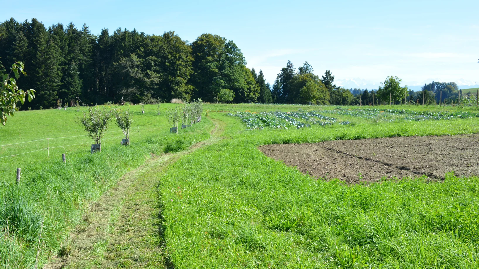 Links die gepflanzten Bäume auf dem Wall, rechts Gemüsefelder