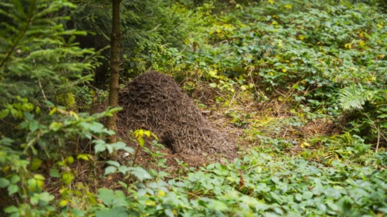 Von Ameisen und Wildkräutern