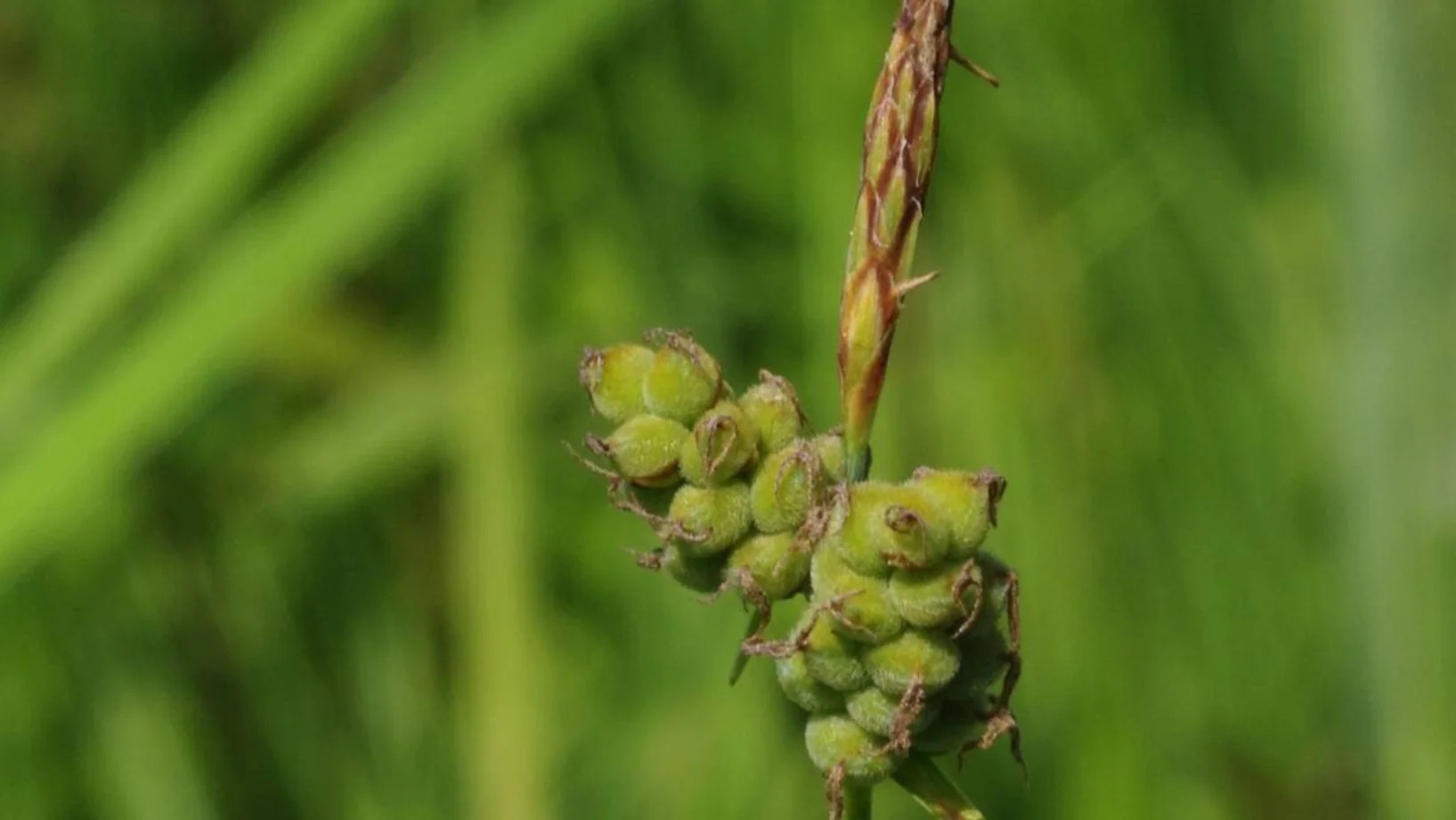 Filz-Segge (Carex tomentosa)