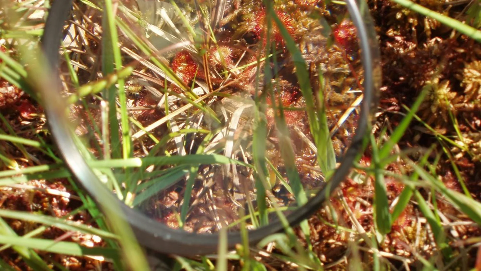 Sonnentau Drosera rotundifolia. Der Höhepunkt im Hochmoor 