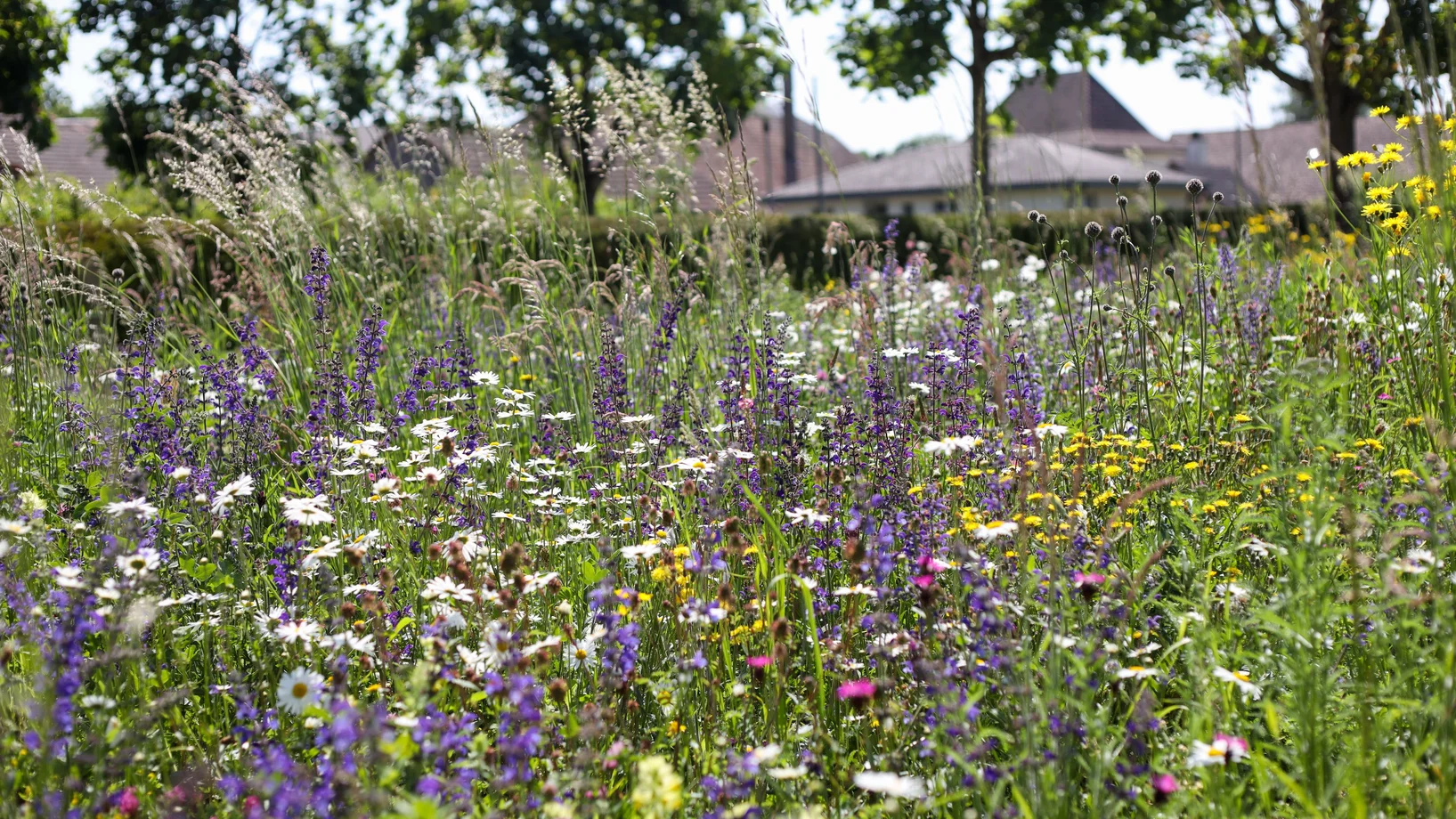 Farbenfrohe Blumenwiese