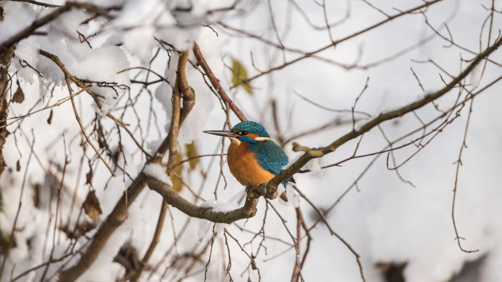 Eine Waldohreule sitzt auf einem Ast nahe am Stamm einer Fichte. 
