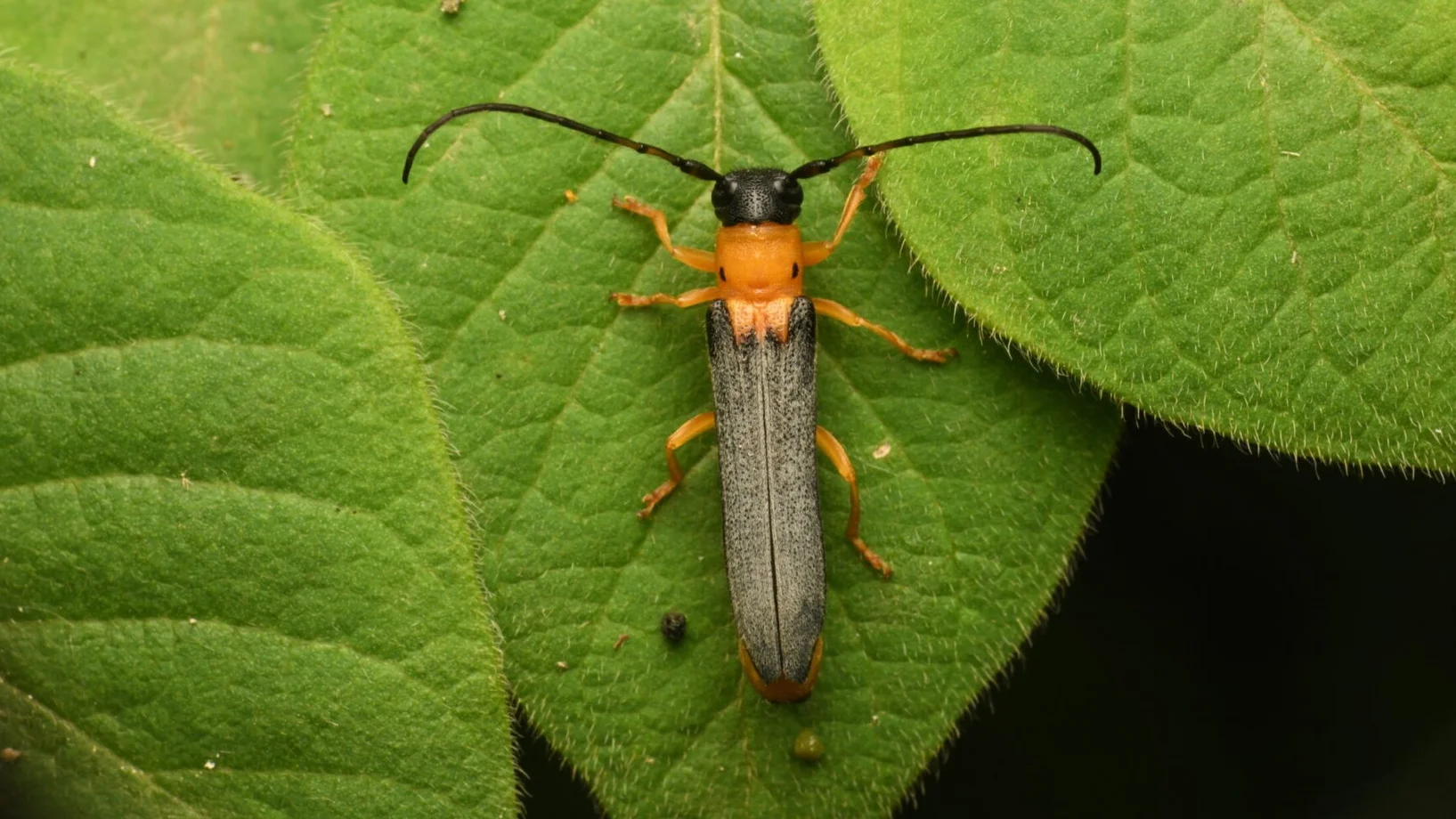 Auf dem Bild sieht man einen Geissblatt-Linienbock. Das ist ein Käfer.