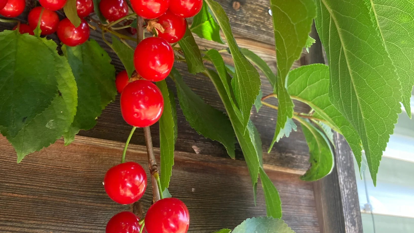Verkauf von verschiedenen Tomatensorten, Kohl, Sellerie, Lauch, Kräuter etc.