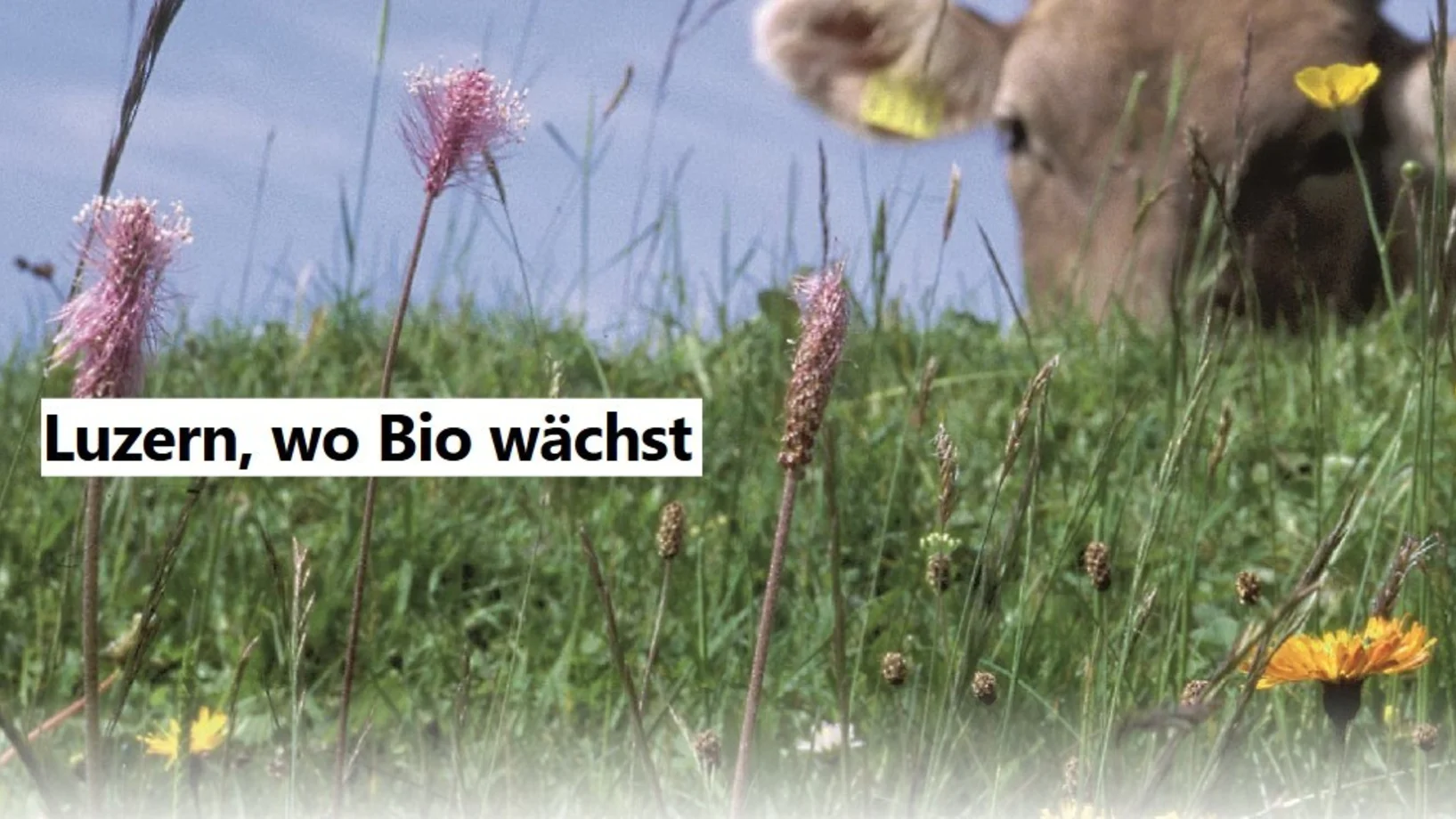 Kuh hinter einheimischen Blumen